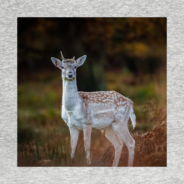 Fallow Deer, Richmond Park, London by GrahamPrentice